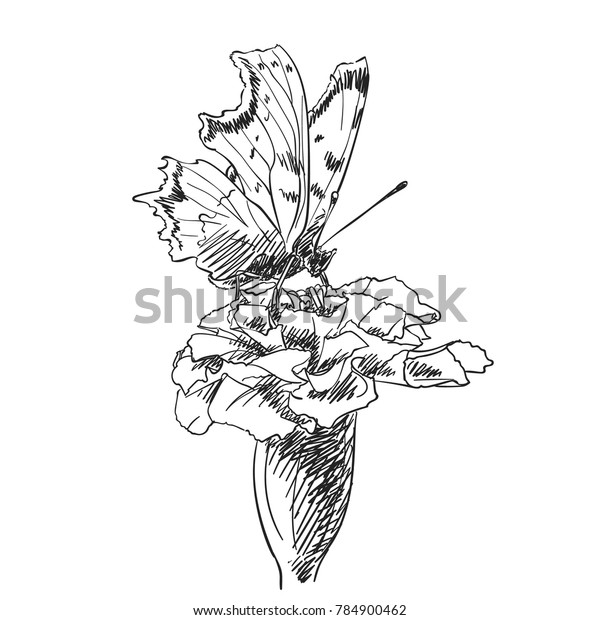 Sketch Butterfly Drinks Nectar Flower Hand Stock Vector (Royalty Free