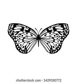 Sketch of Butterfly. Outline Design.  Vector Illustration.