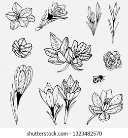 Sketch by hand of spring crocuses