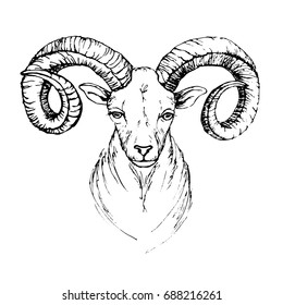 Sketch by pen head of a mountain goat with swirling horns