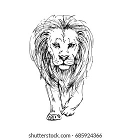 Sketch by pen of a lion front view