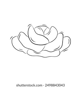 Sketch of cabbage head from the garden. Simple vector illustration in doodle style