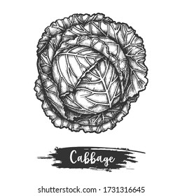 Esbozo de la planta de col o kale dibujado a mano. Diseño de ilustraciones vectoriales de coliflor. Comida vegetal o colewort, kail o borecole, flor cauli. Nutrición vegetariana y vegana. Cocina, símbolo del mercado