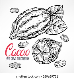 sketch cacao beans, fruit and leaves. hand-drawn illustration