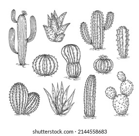 Sketch cacti collection. Cactus drawing, ink succulent botanical design. Engraving black desert plants, pencil floral neoteric vector elements