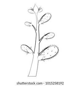 Sketch of a cactus
