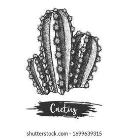 Sketch of cactus or hand drawn vector illustration of desert plant. Mexican or american cacti with thorn or spike. Flora for western landscape. Botany and biology green flora. Prickly houseplant