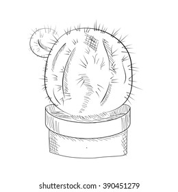 Sketch cactus
Sketch of a cactus on a white background with a thin pencil