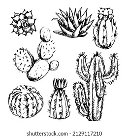 Sketch of cactus set. Black and white.