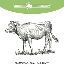 sketch of calf drawn by hand. livestock. cattle. animal grazing