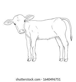 Sketch Calf. Vector Hand Drawn Illustration. Side View.