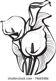 Sketch of calla lilies flowers