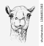 Sketch of a camel. Hand drawn illustration converted to vector