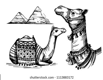 Sketch of camel. Hand drawn illustration converted to vector