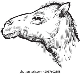 Sketch of a camel. Hand-drawn illustration in vector format