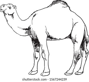 Sketch of camel isolated on white background