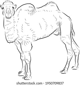 Sketch of camel. Minimalistic style.