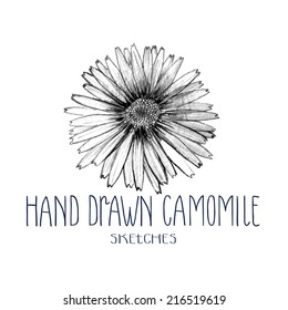 The sketch of camomile