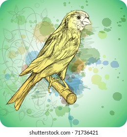 Sketch of a canary bird sitting on a branch & floral calligraphy ornament - a stylized orchid,  color paint background