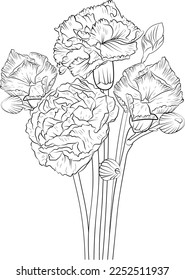 Sketch of carnation flower illustration hand-drawn botanical leaf buds isolated on white, spring flower and ink art style, botanical garden element, flower coloring page for adults.