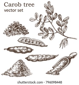 Sketch of a carob tree vintage style. Botanical drawing. Design elements for postcards, ads, promotional invitations, vegan markets and vegetarian cafe.