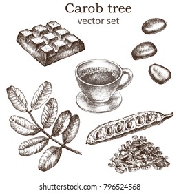 Sketch of a carob tree vintage style. Botanical drawing. Design elements for postcards, ads, promotional invitations, vegan markets and vegetarian cafe.