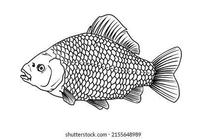 11,574 Fish Side View Isolated Images, Stock Photos & Vectors ...