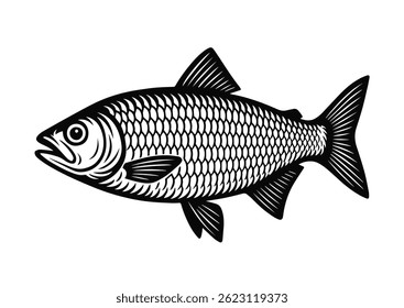 Sketch carp. Vintage retro drawing in ink style, hand drawn. Vector illustration on white background.
