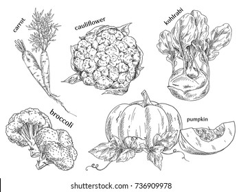 Sketch of carrot and cauliflower and german, turnip cabbage, broccoli and kohlrabi, pumpkin. Organic vegetables for vegetarian, vegan or veggie food. Farming and garden, vitamin and nutrition theme