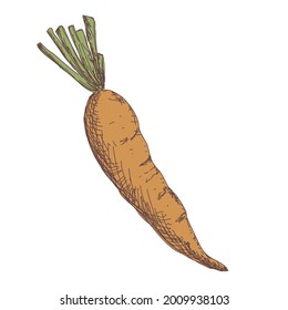 Sketch of carrot contour drawing isolated on white background, stock vector illustration, for design and decoration, sticker, template, vintage, banner, vegetables