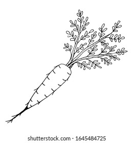 Sketch of a carrot with leaves on a white background. Vector isolated element for design. Healthy food.