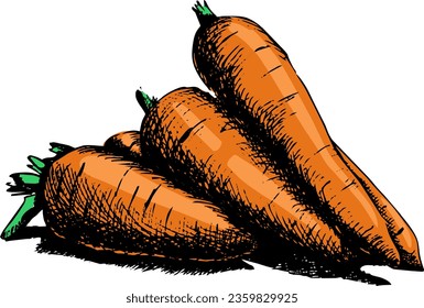 Sketch carrot pieces in color. Vector illustration