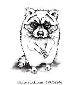 Sketch cartoon Raccoon. Vector black and white illustration.