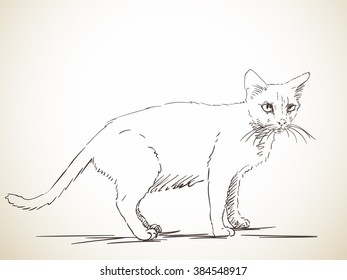 Sketch of cat, Hand drawn illustration