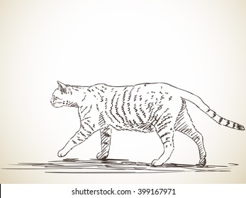 Sketch of cat, Hand drawn illustration