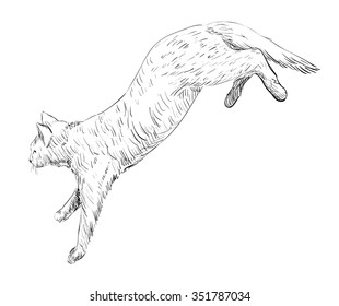 Sketch of cat, hand drawn vector illustration