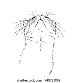 Sketch of cat with long whiskers looking up with head up, Hand drawn vector illustration