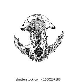 Sketch Cat Skull vector artwork