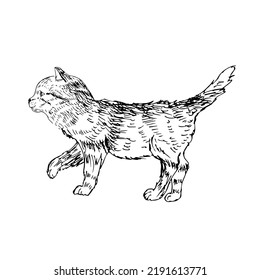 Esbozo de un gato. Ilustración vectorial.