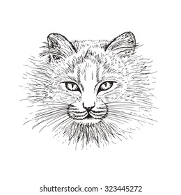 
Sketch cat vector illustration.