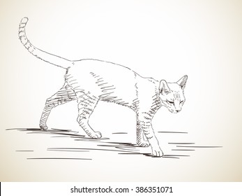 Skizze der Katze, die auf einem Profil läuft, handgezeichnet