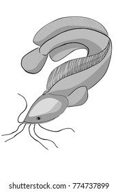 Sketch of CatFish (lele in Indonesia Language), Isolated on White