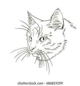 Sketch of cat's head with long whiskers, Hand drawn vector illustration