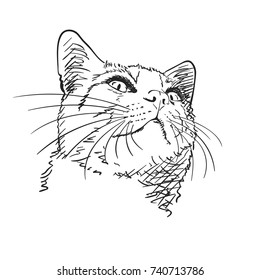 Sketch of cat's head with long whiskers looking up, Hand drawn vector illustration