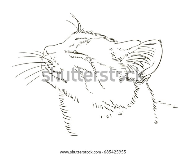 Sketch Cats Head Profile Closed Eyes Stock Vector Royalty Free