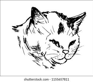 Sketch of cat's muzzle. Black lines. Hand drawn illustration. Objects isolated on white, vector.