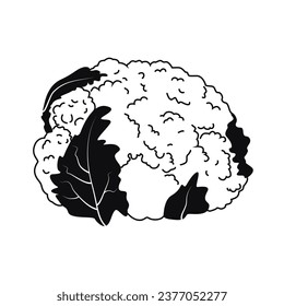 Sketch of a cauliflower inflorescence. Vector black and white illustration of cauliflower in doodle style isolated on white background. Vegetarian.