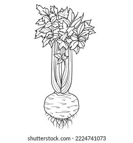 sketch, celery root with leaves, coloring book, isolated object on white background, cartoon illustration, vector, eps,