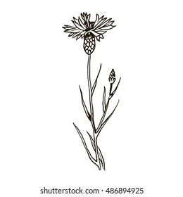 Sketch of Centaurium erythraea, common centaury or European centaury, medicinal herb. Hand drawn botanical vector illustration