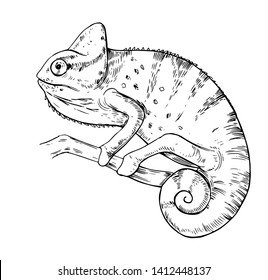 Sketch of chameleon. Hand drawn vector illustration. 